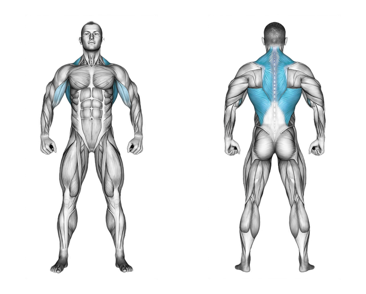 Dumbbell Hammer Grip Incline Bench Two Arm Row: back