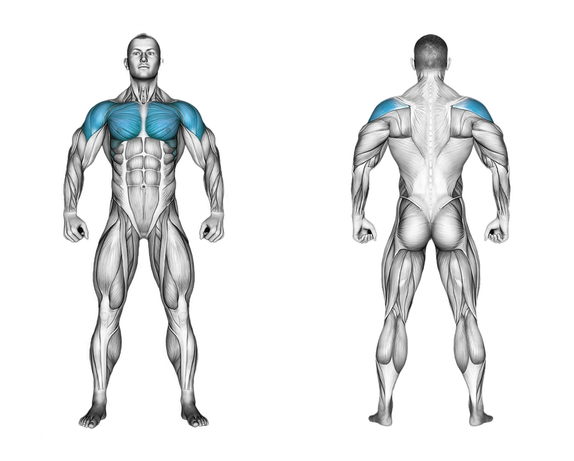 Dumbbell Svend Press: chest