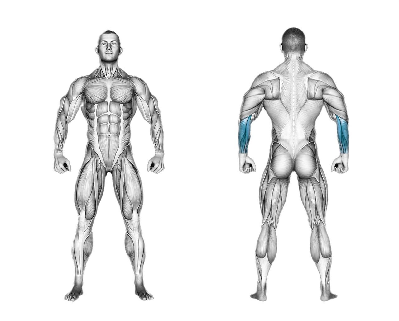 Barbell Wrist Curl Seated: forearms