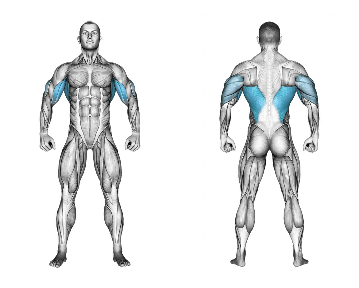 Barbell Lying Close Grip Underhand Row-on-Rack: back, biceps