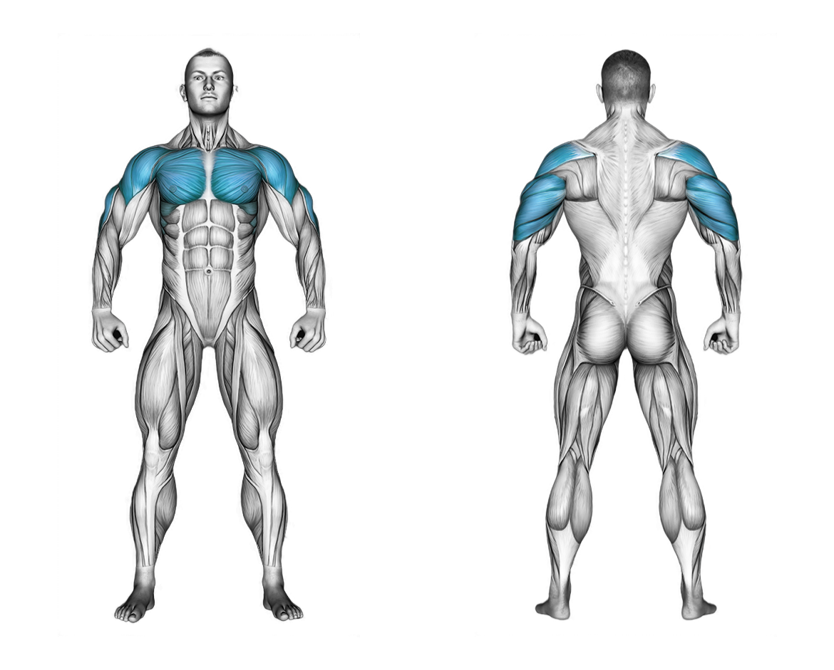 Svend Bench Press: chest