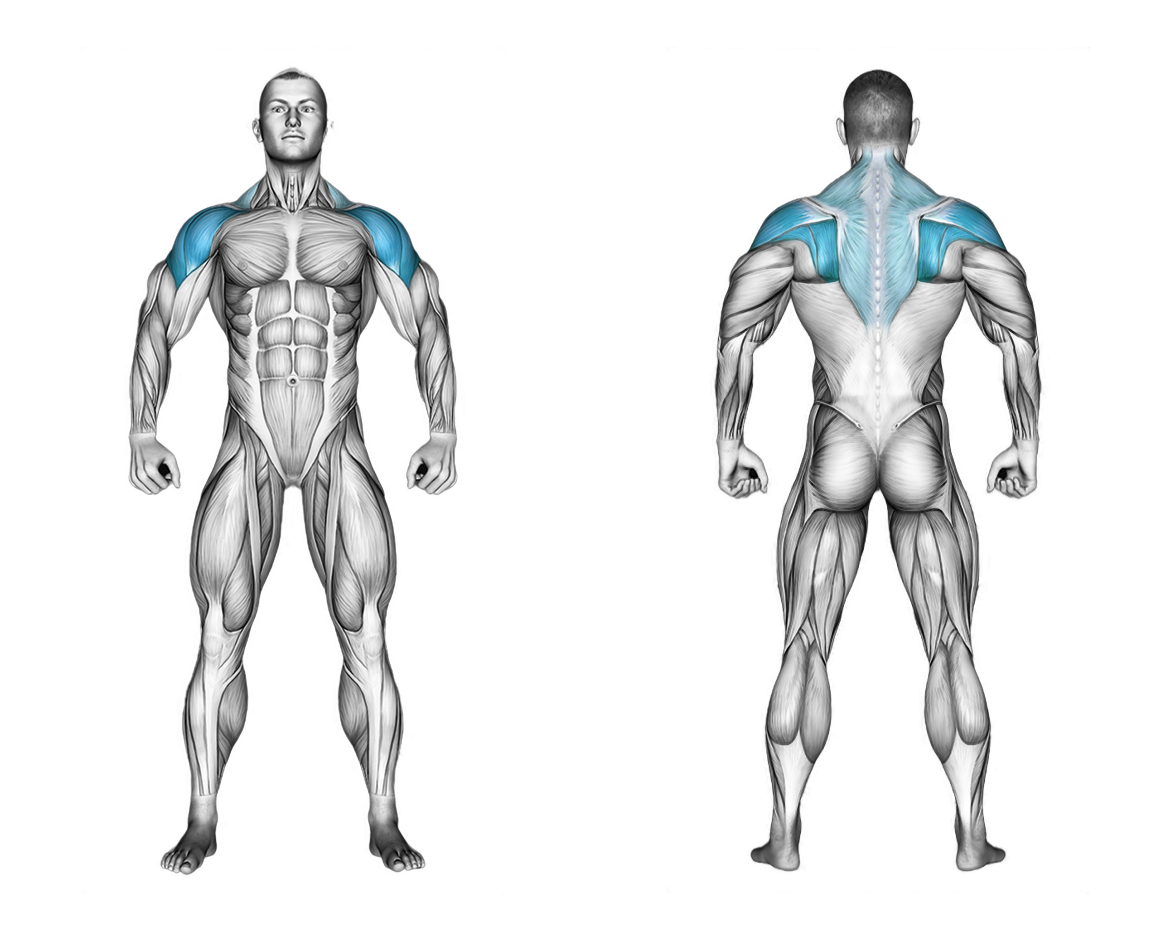 Cable Standing Face Pull: shoulders, back