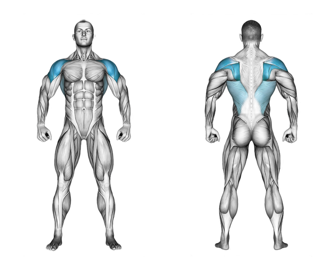 Barbell Incline Rear Delt Row: shoulders, back