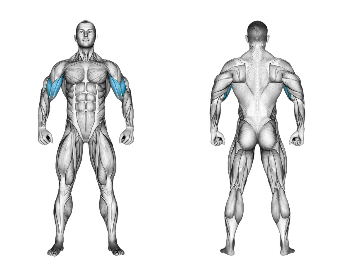 Dumbbell Hammer Preacher Curl: biceps