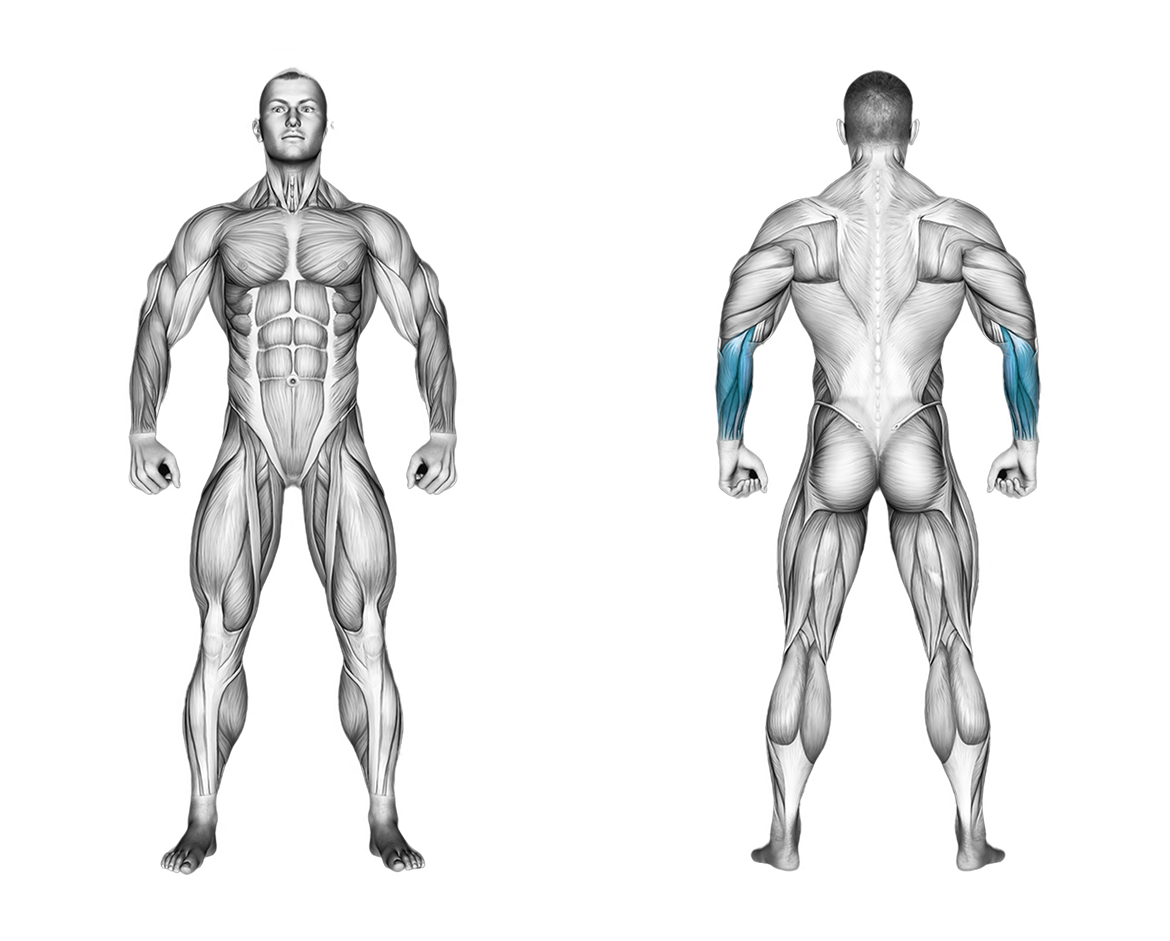 Cable Standing Wrist Curl: forearms