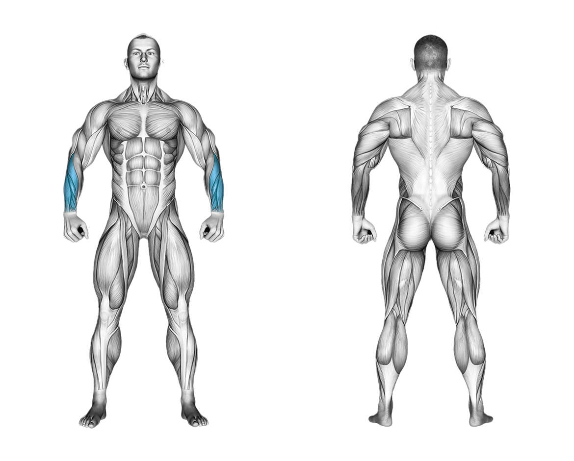 Cable Standing Wrist Reverse Curl: forearms