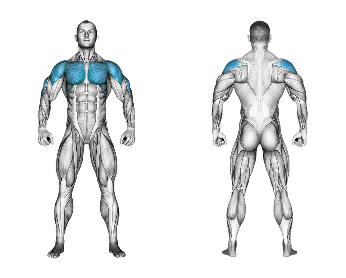 Cable Seated Chest Press: chest