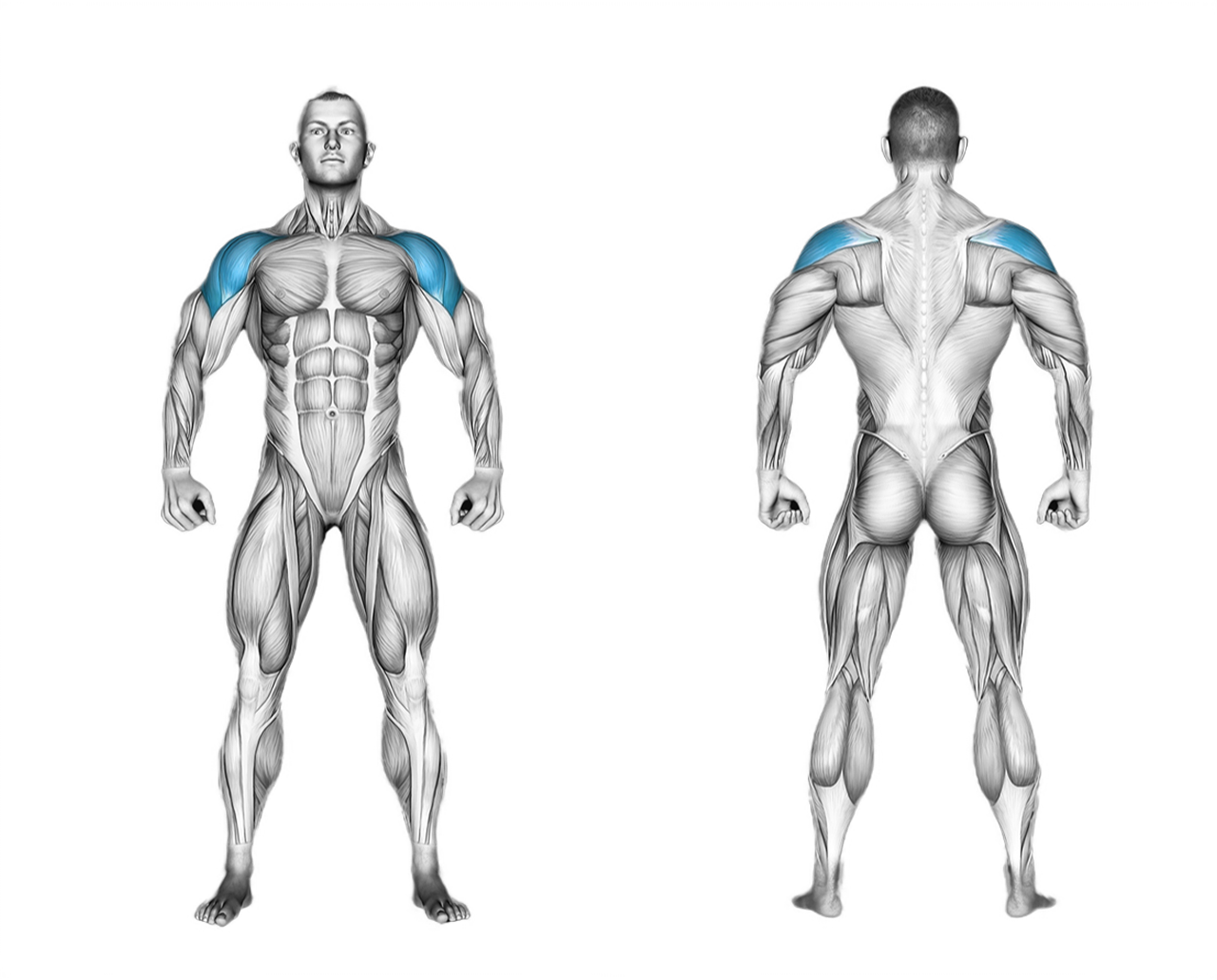 Cable Lateral Raise: shoulders