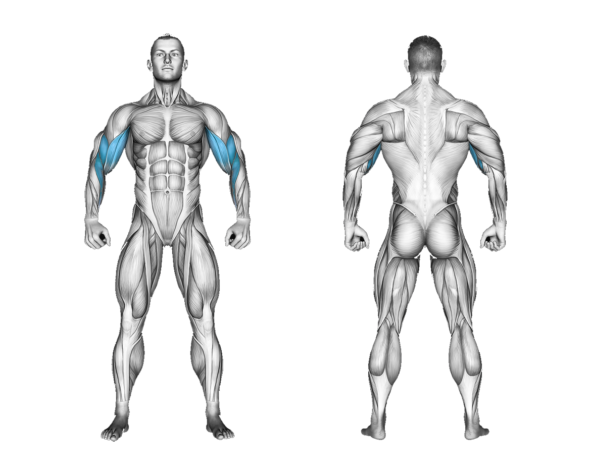 Band Concentration Curl: biceps