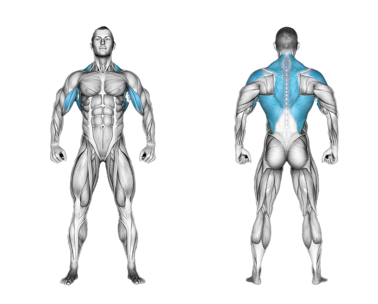 Bent Over Row-Barbell: back
