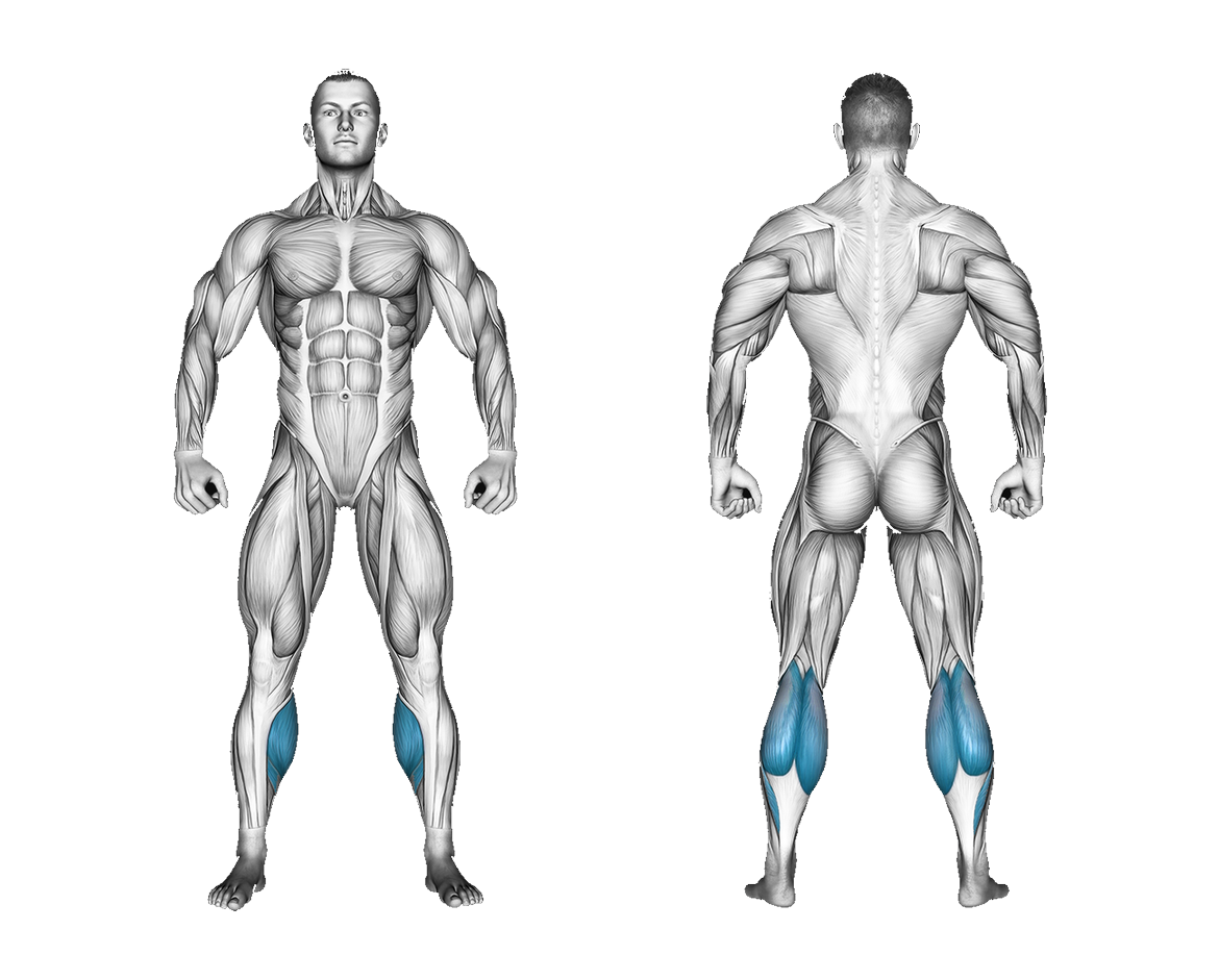 Band Two Legs Calf Raise (Band under Both legs): calves