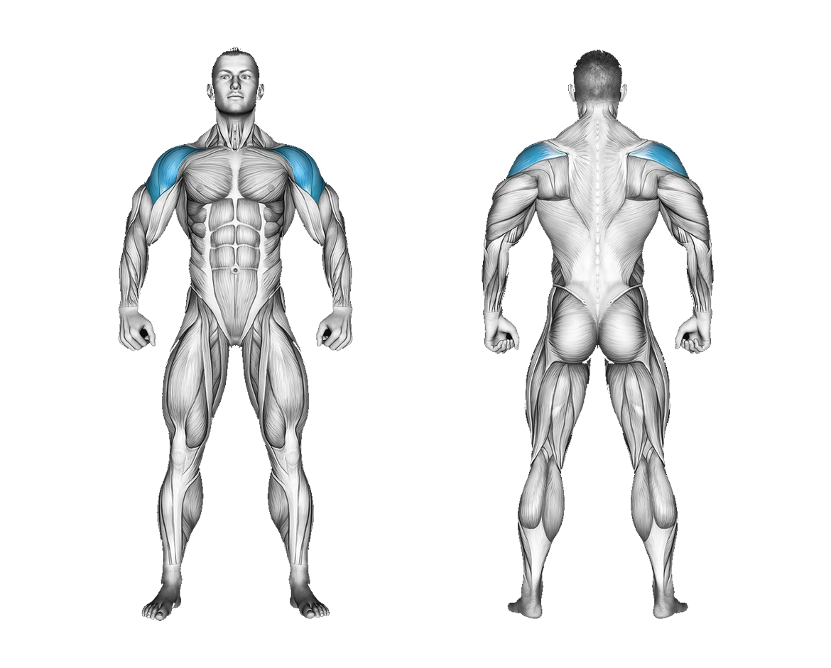 Band Lateral Raise: shoulders