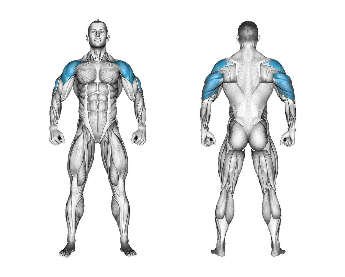Band Single Arm Shoulder Press: shoulders, triceps