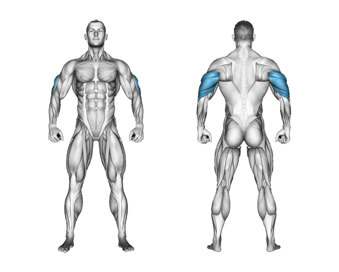 Band Overhead Triceps Extension: triceps