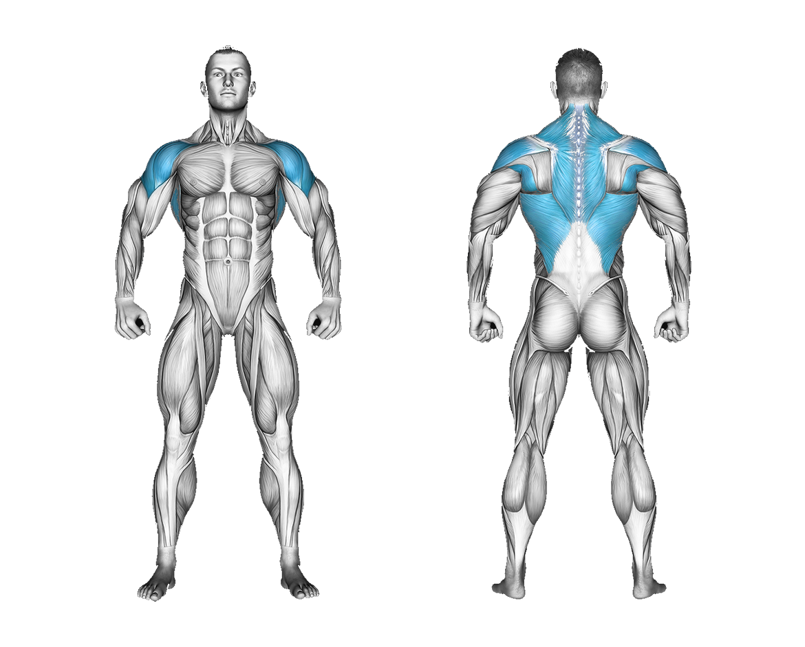 Band Bent over Rear Lateral Raise: shoulders, back
