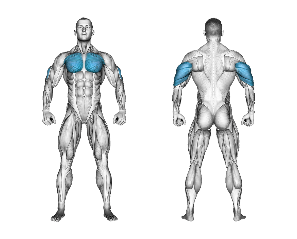 Resistance Band Push up: chest, triceps