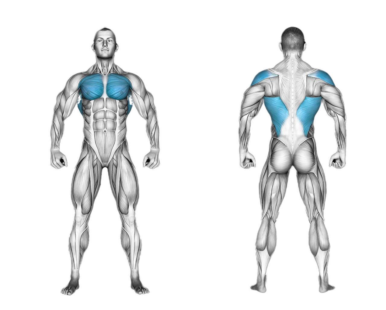 Cable Straight Arm Pushdown: back