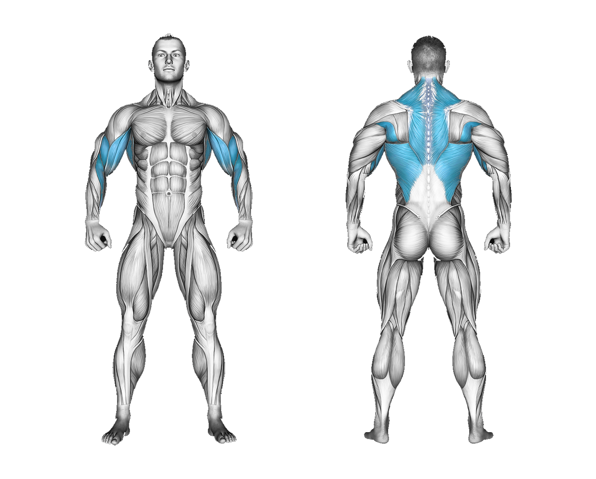 Resistance Band Seated Row: back, biceps