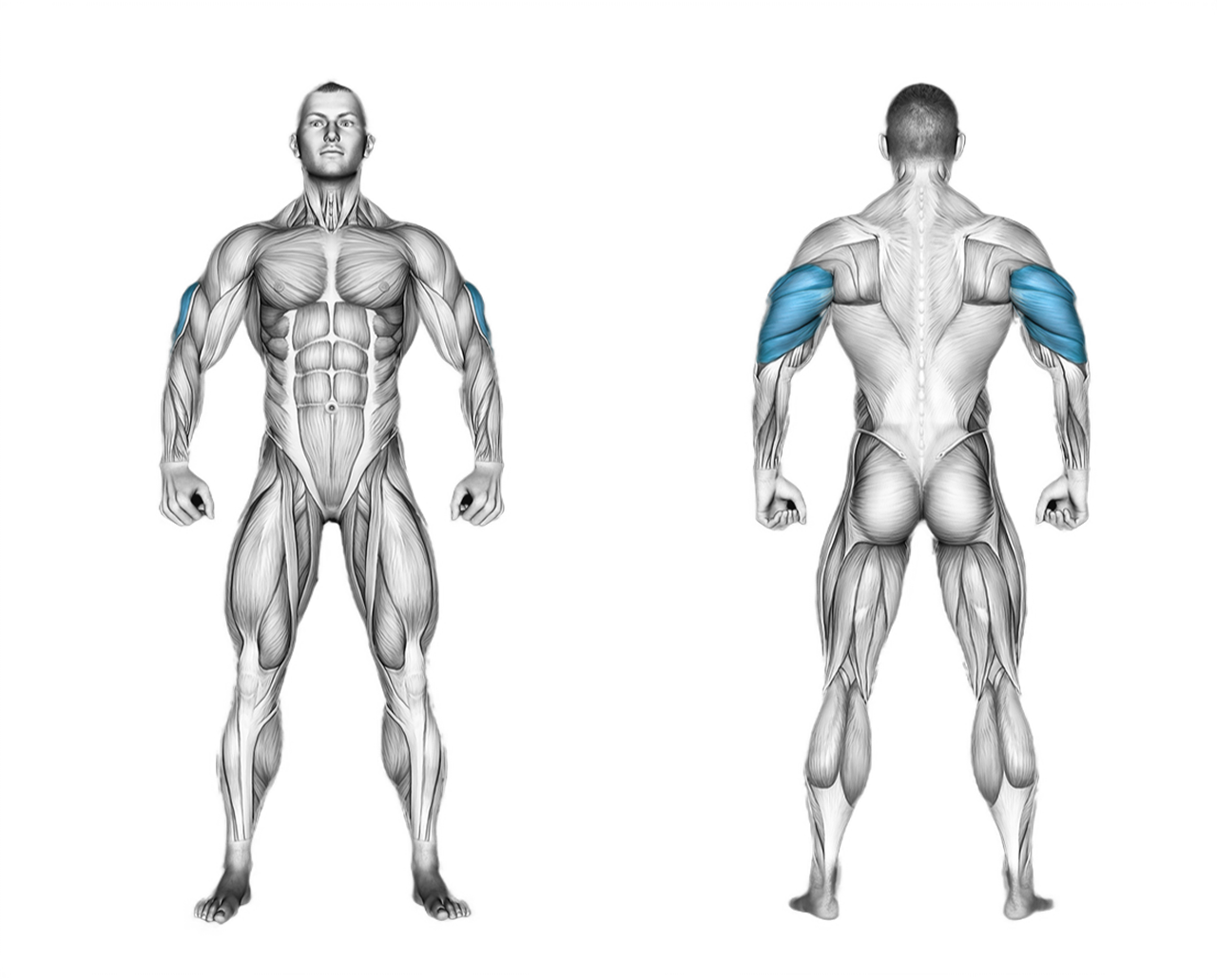 Cable Pushdown with Rope: triceps