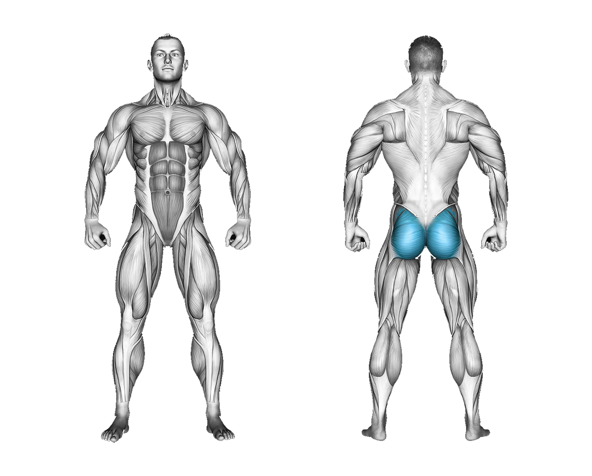 Band Seated Hip External Rotation: glutes