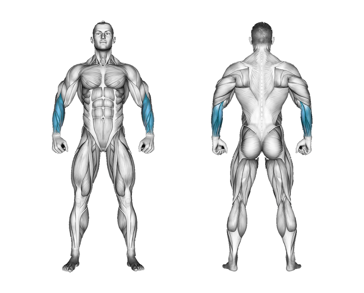 Band Wrist Curl: forearms