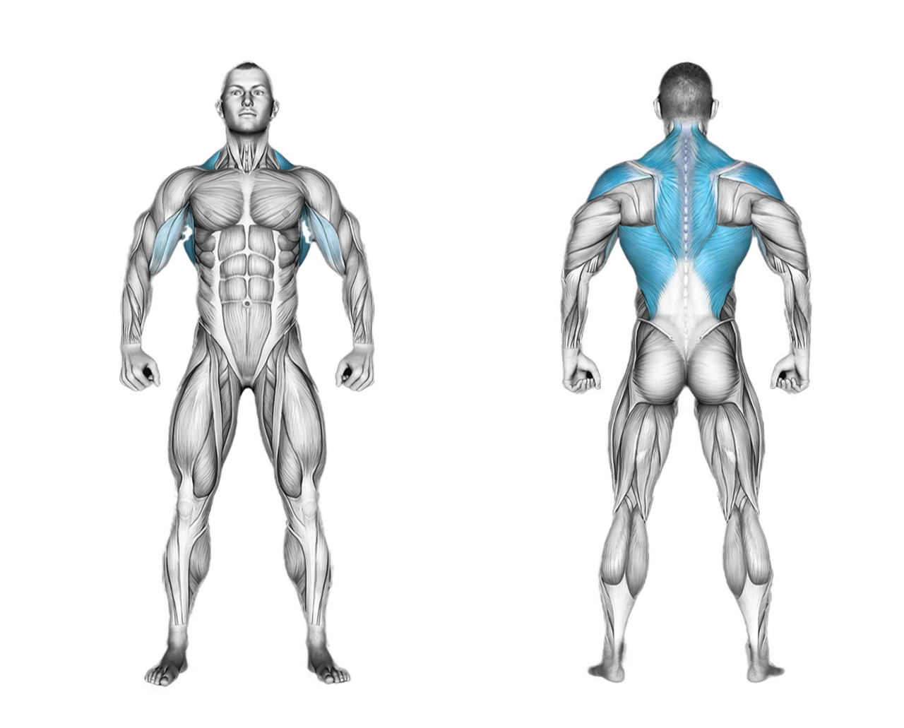 Cable Rear Pulldown: back