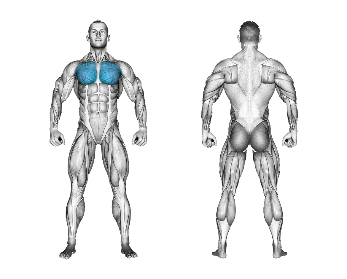 Band Low Chest Fly: chest