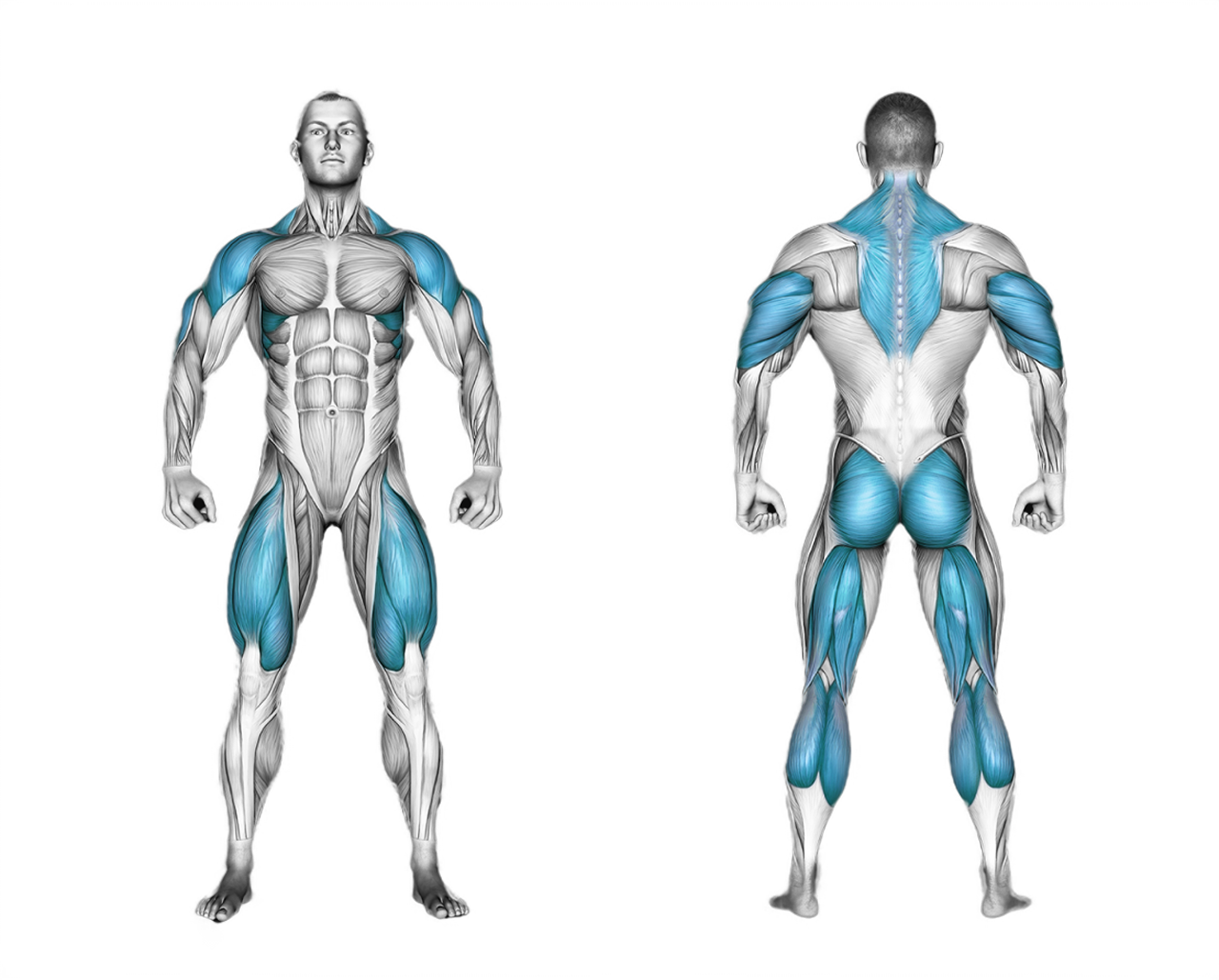 Clean and Press Barbell: legs, shoulders, back, glutes