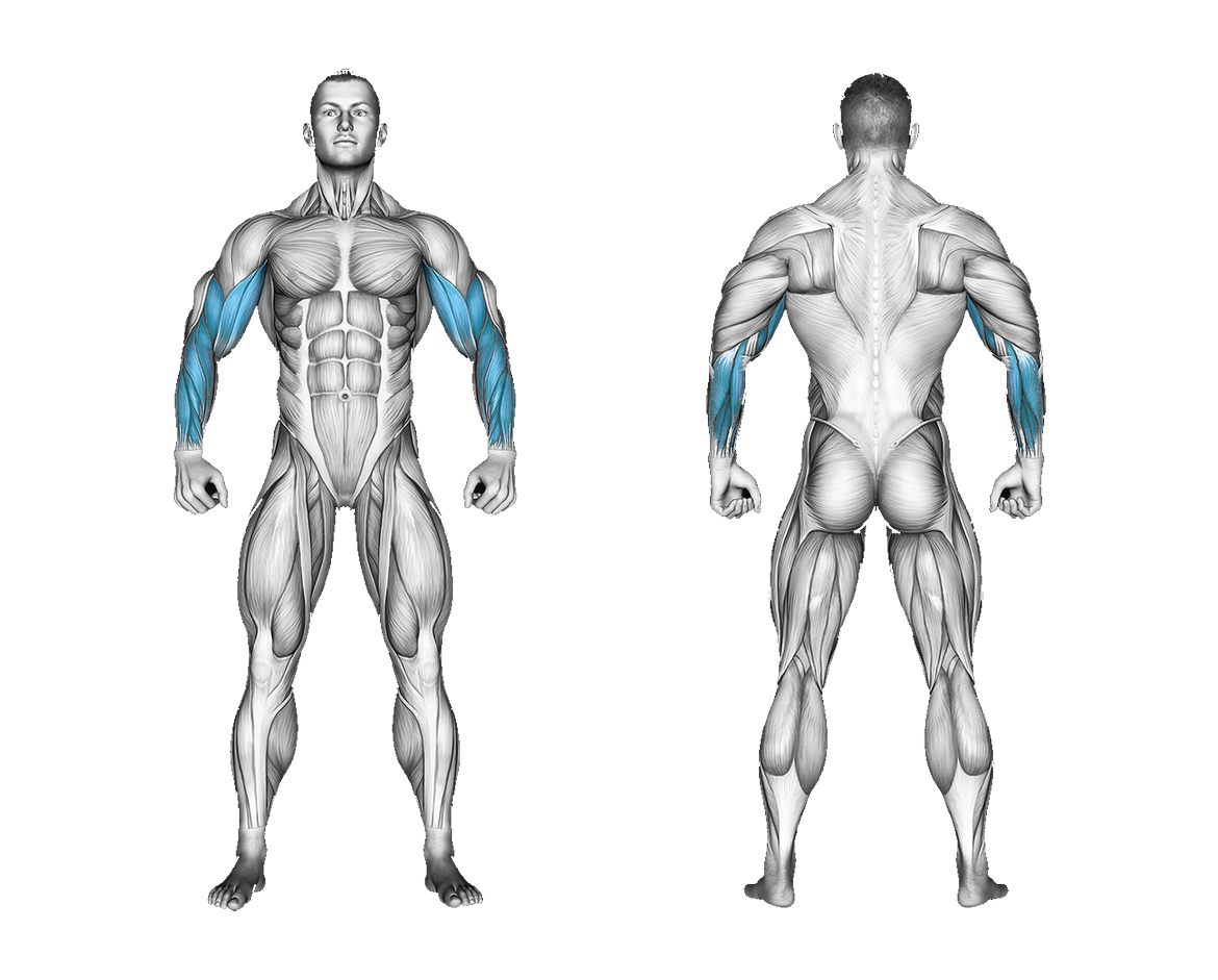 Band Standing Hammer Curl: biceps, forearms