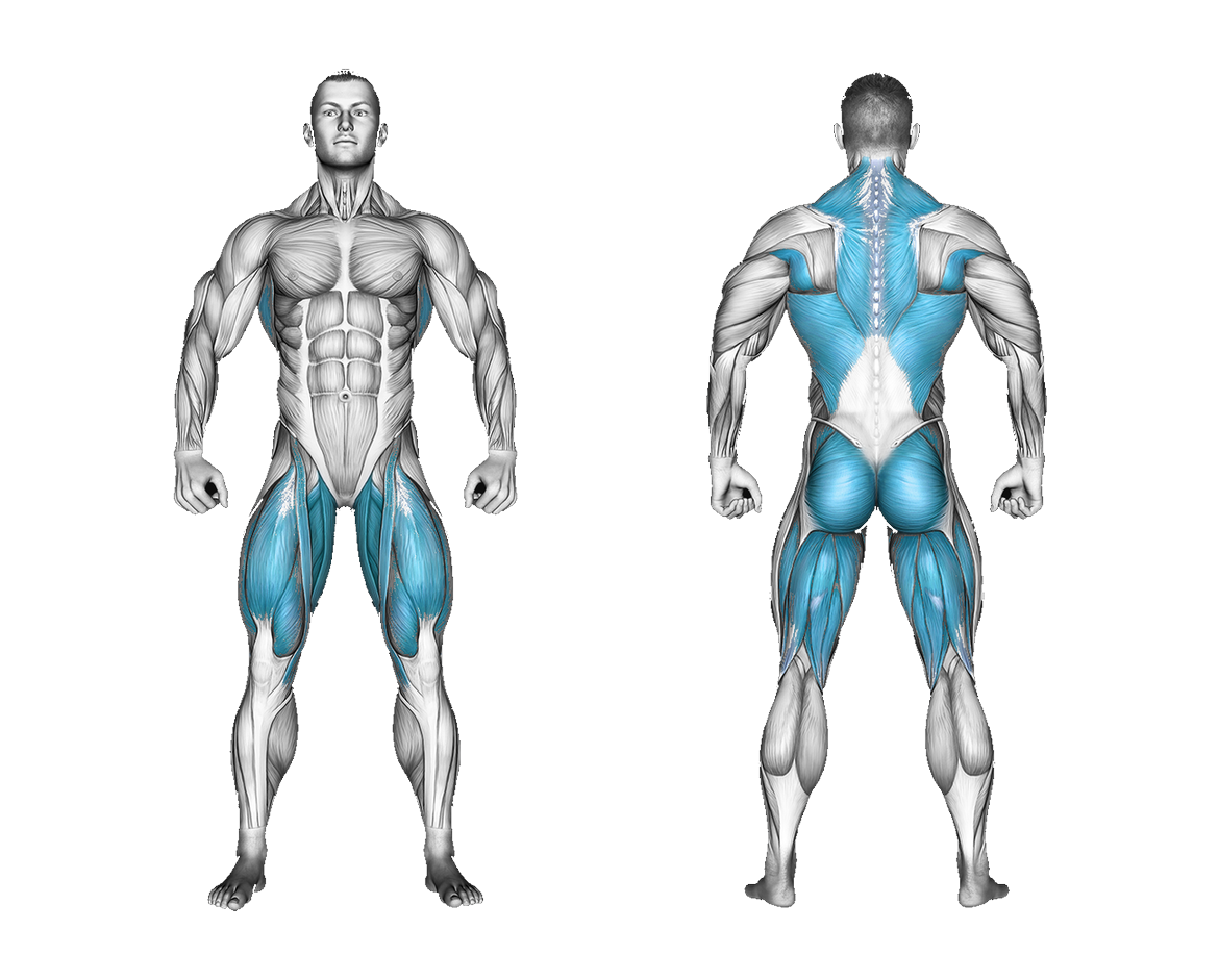 Resistance Band Romanian Deadlift: legs, glutes, back