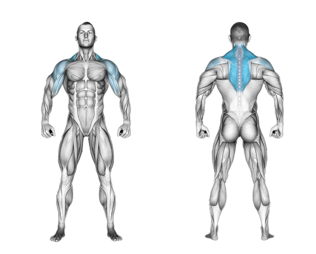 Cable Upright Row: shoulders, back