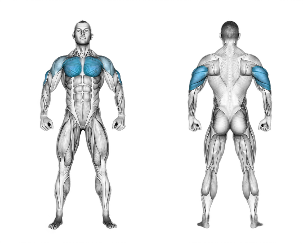 Chest Dip: chest, triceps