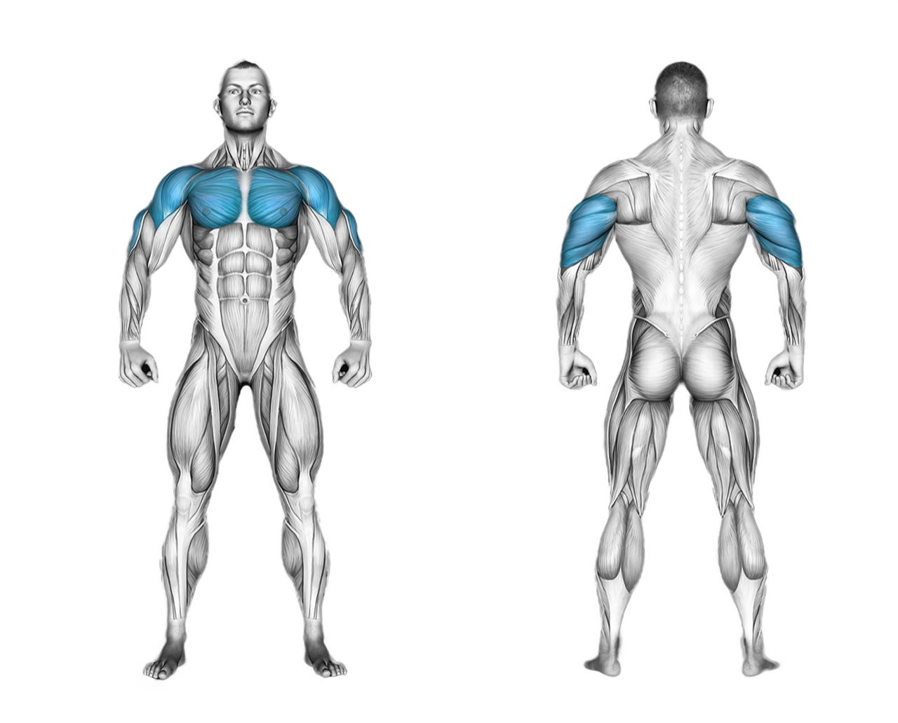 Dumbbell Bench Press: chest