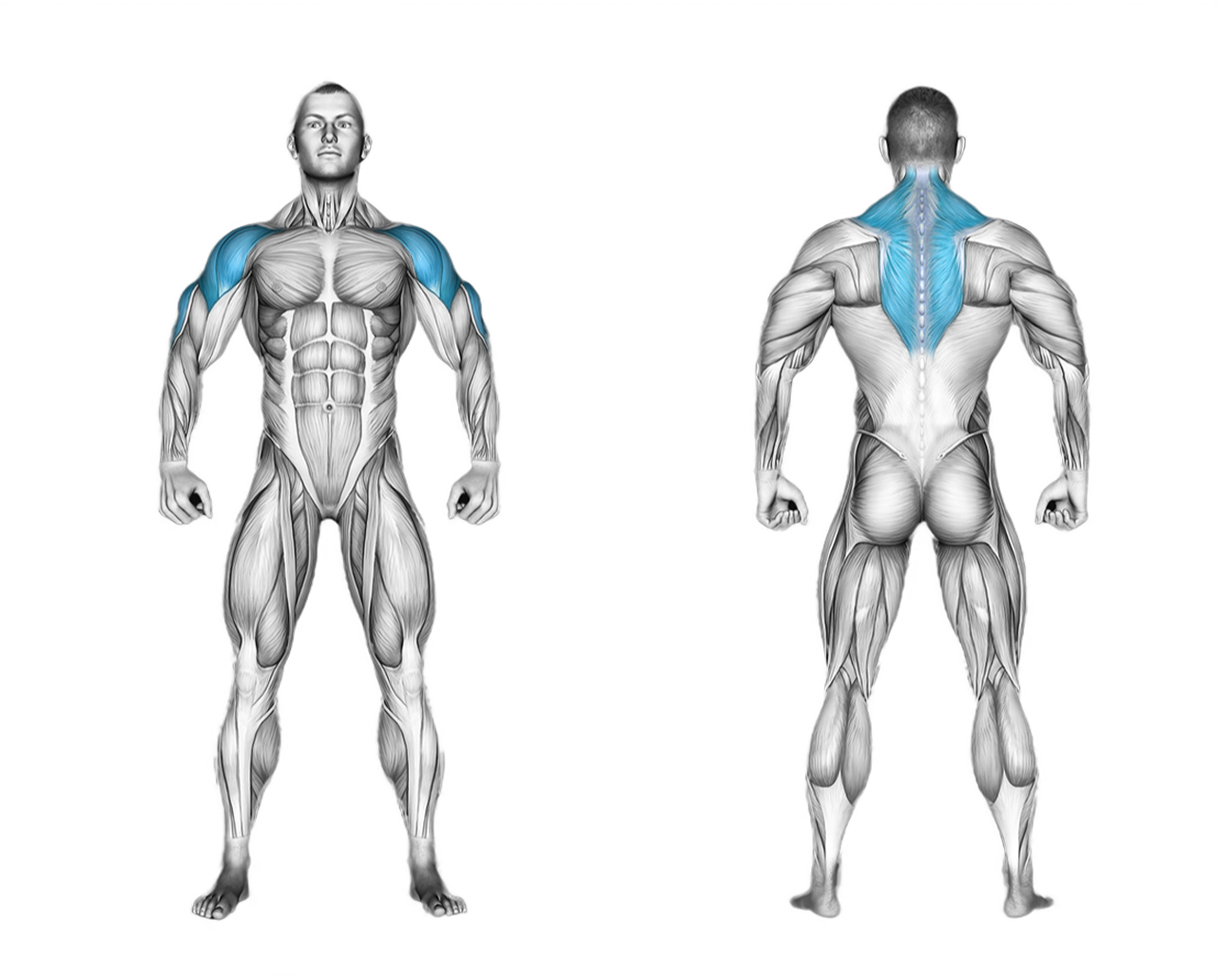 Dumbbell Shoulder Press: shoulders
