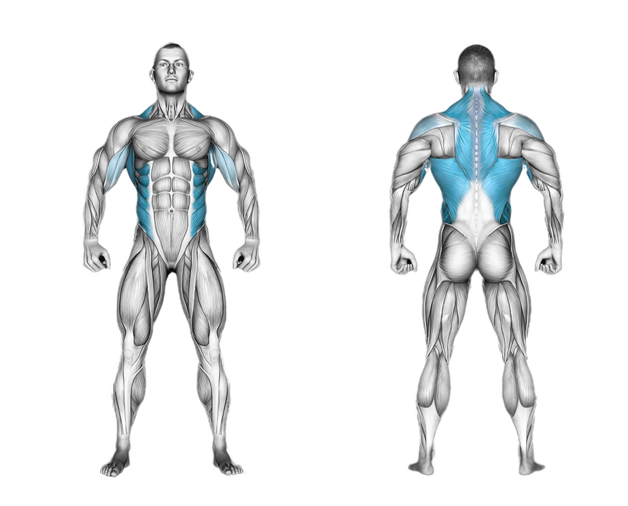 Dumbbell Row: back