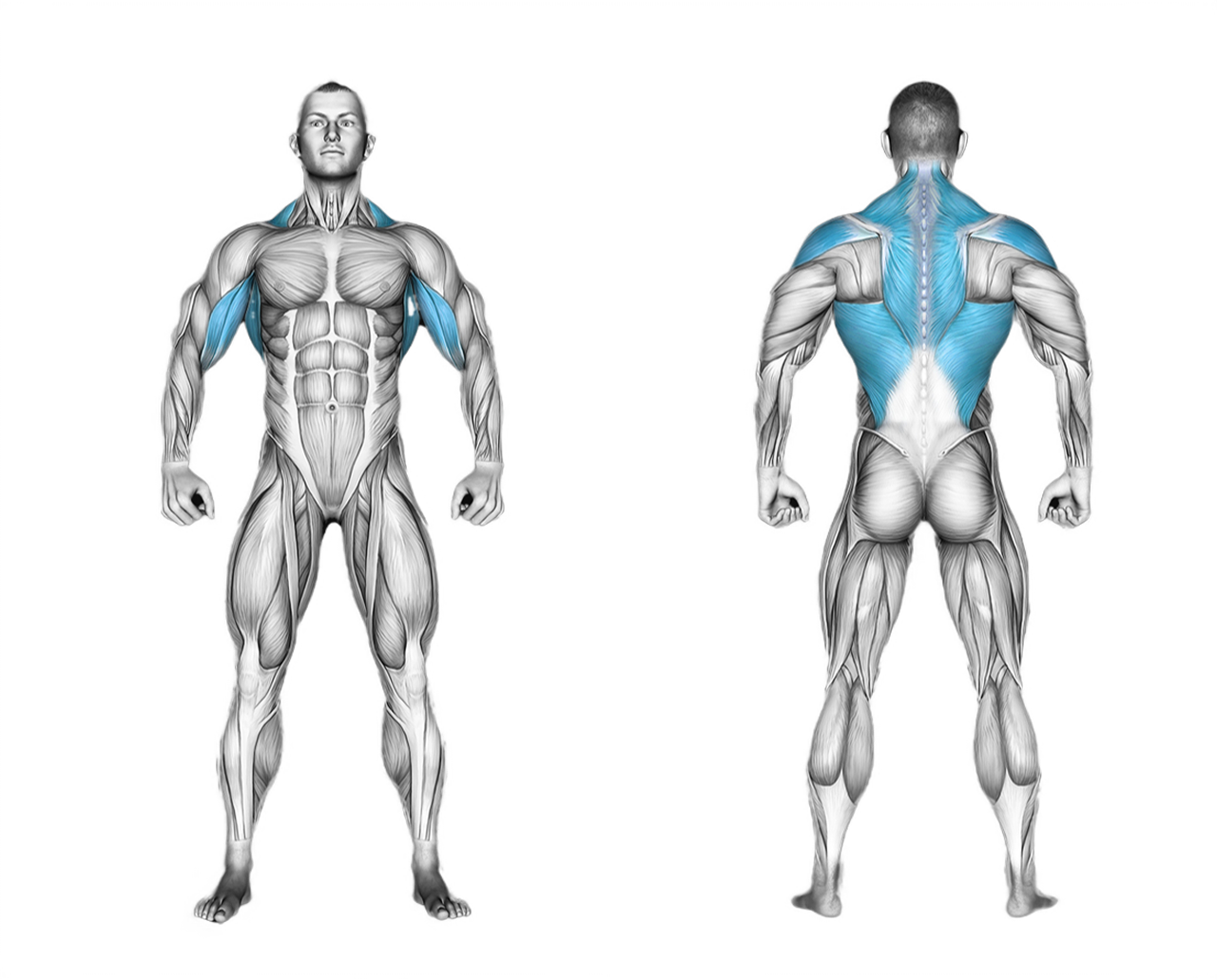 Dumbbell Bent-Over Row: back