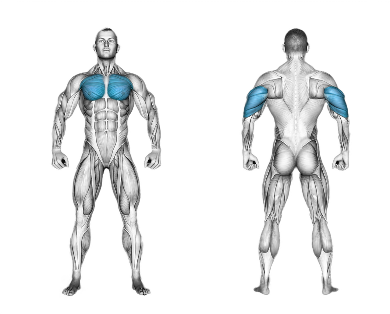 Barbell Close Grip Bench Press: triceps