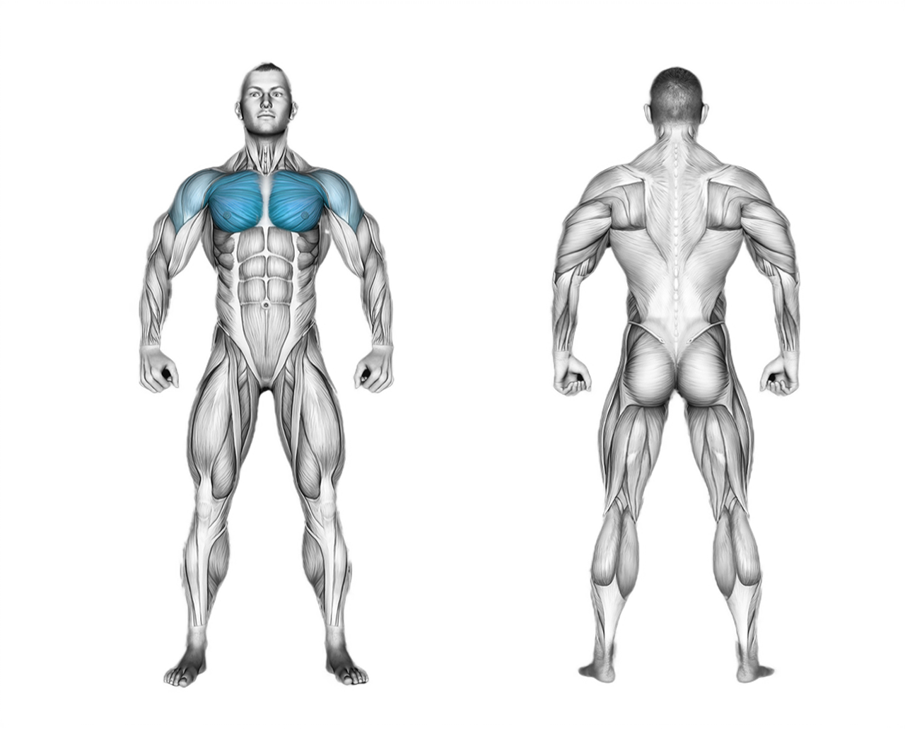 Dumbbell Fly: chest