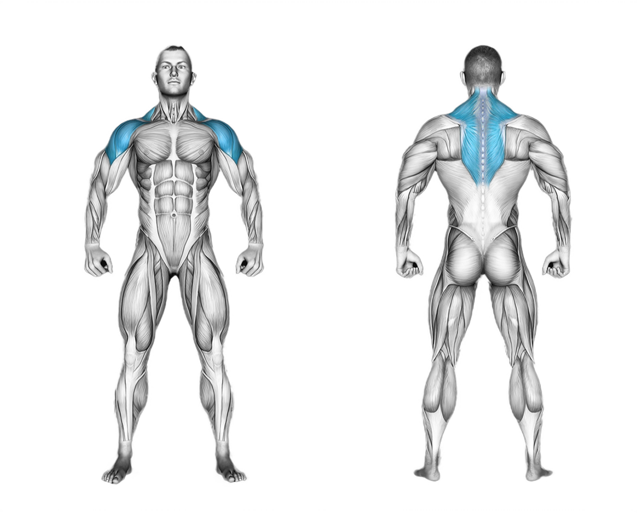 Dumbbell Front Raise: shoulders