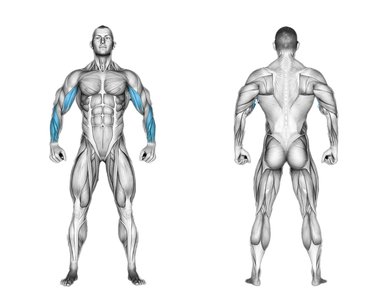 Dumbbell Hammer Curl: biceps
