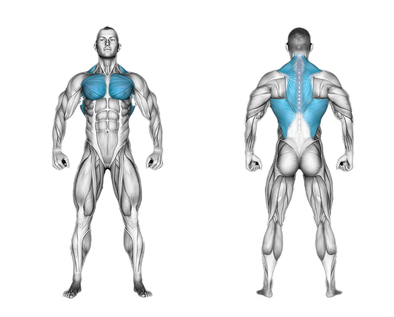 Dumbbell Pullover: chest, back