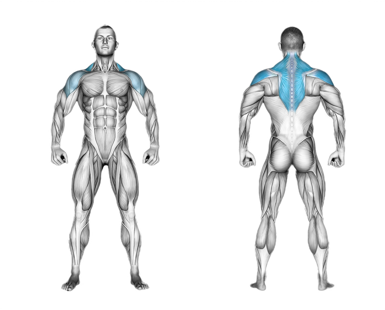 Dumbbell Rear Lateral Raise: back, shoulders