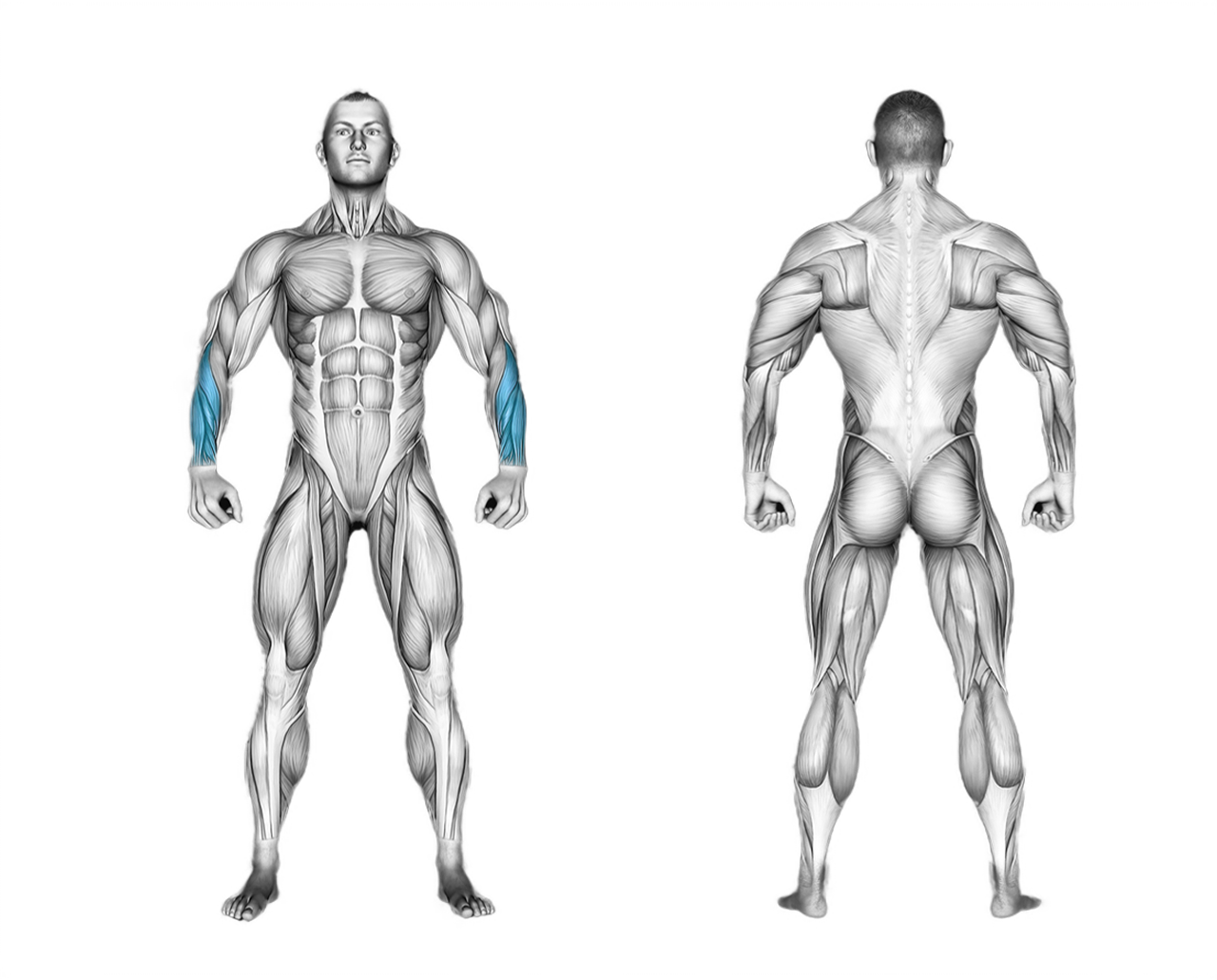 Dumbbell Reverse Wrist Curl: forearms