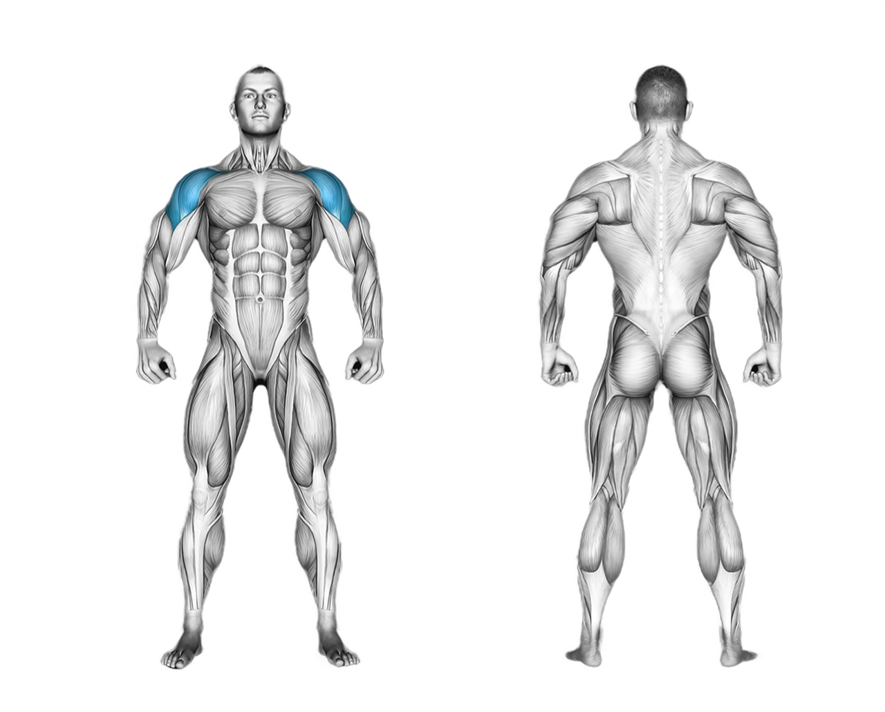 Dumbbell Seated Lateral Raise: shoulders