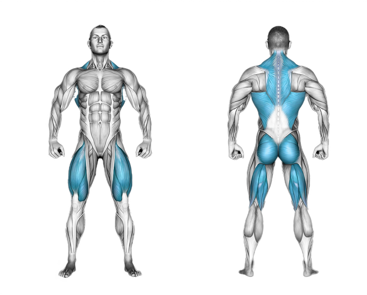Barbell Deadlift: back, legs, glutes