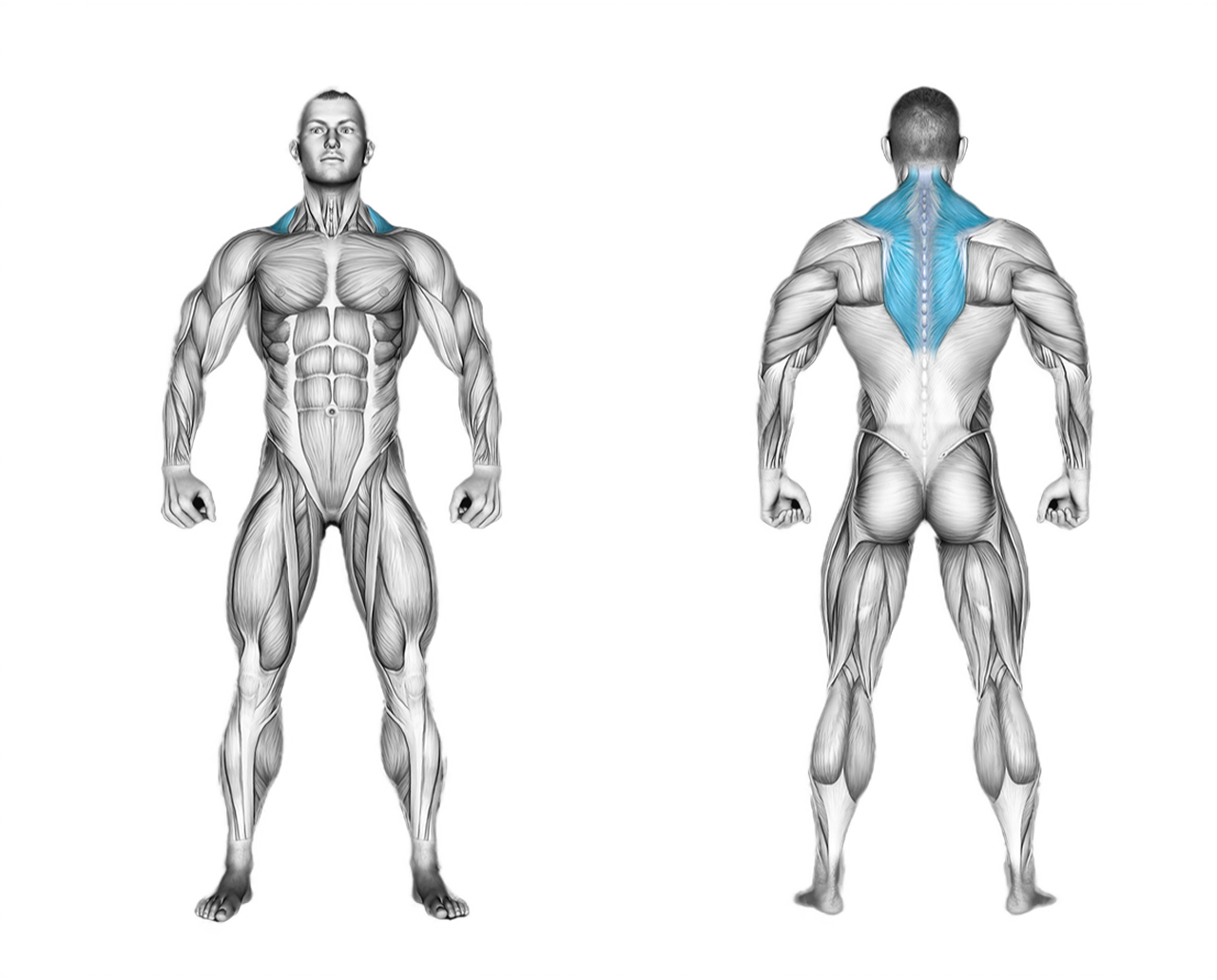 Dumbbell Shrug: back, shoulders