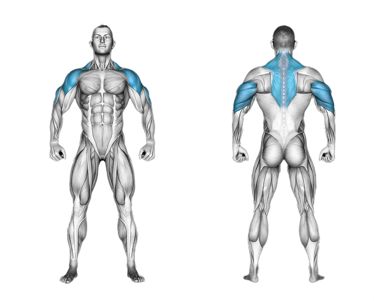 Dumbbell Standing Overhead Press: shoulders