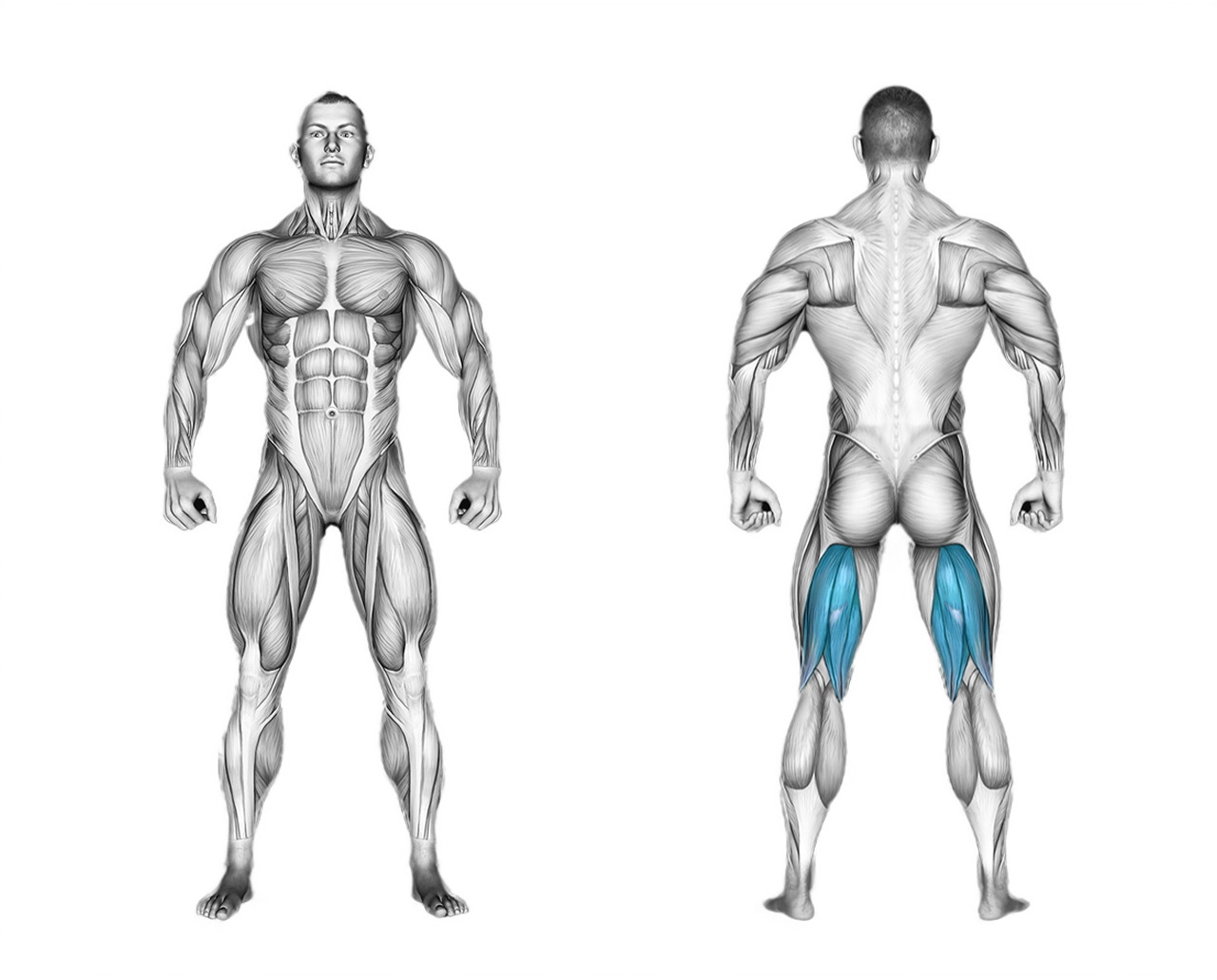 Lever Lying Leg Curl: legs