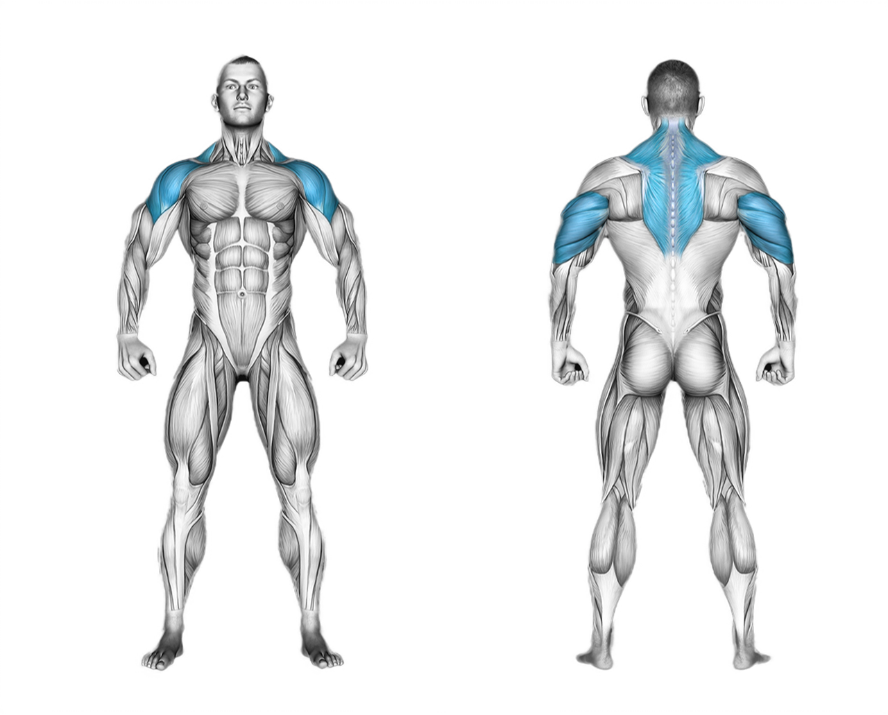 Lever Seated Military Press: shoulders, triceps
