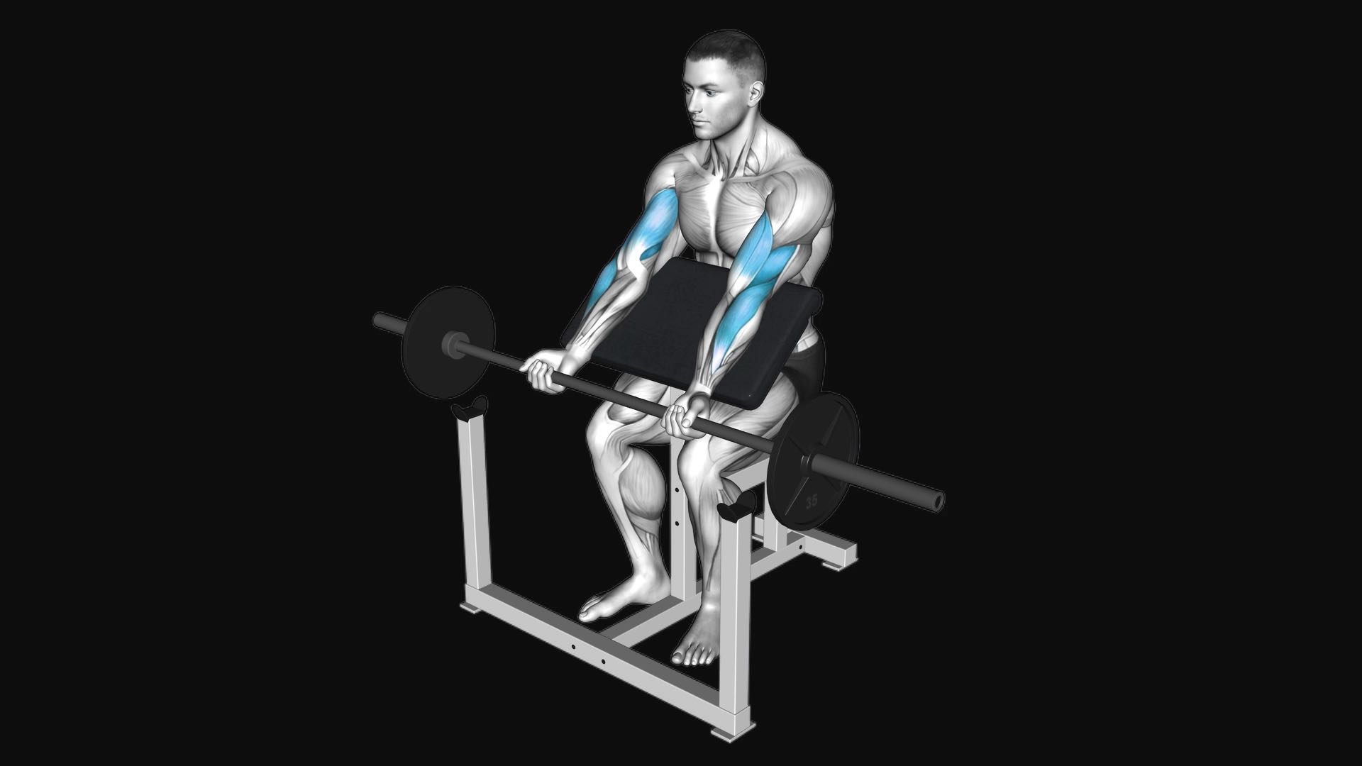 Barbell Preacher Curl